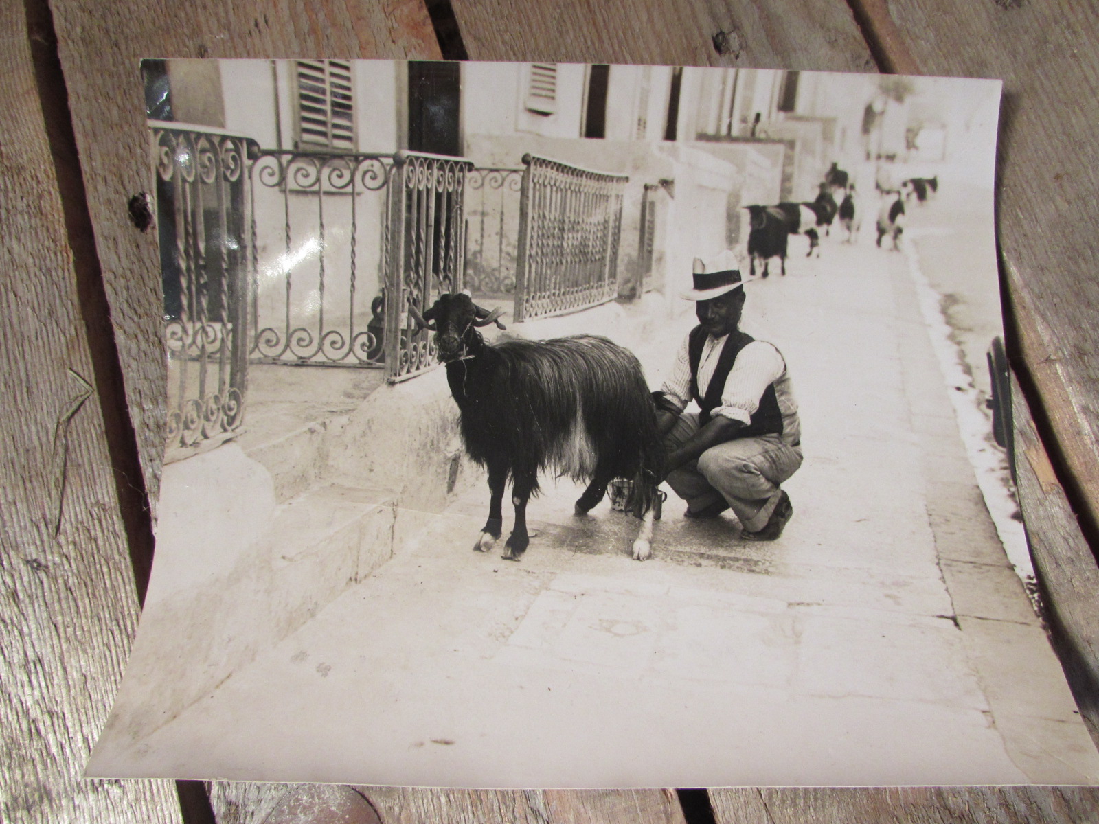 Great B/W photo of a local man in Malta milking a goat in the street