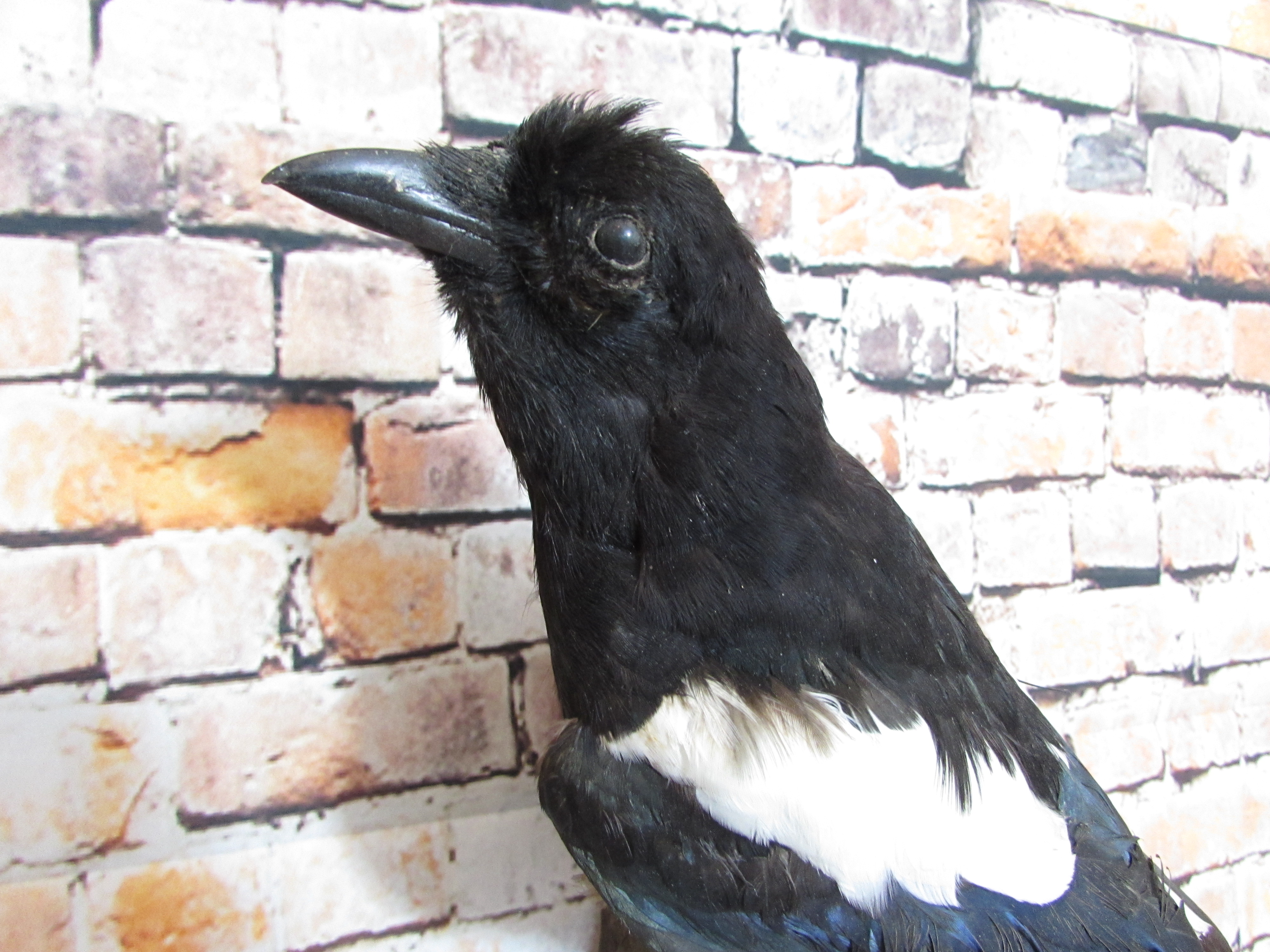 Taxidermy Magpie