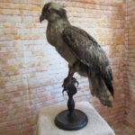 Victorian Taxidermy Buzzard