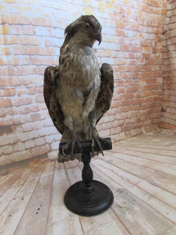 Victorian Taxidermy Buzzard