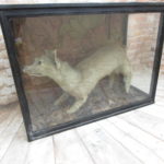 Antique Taxidermy Terrier Dog