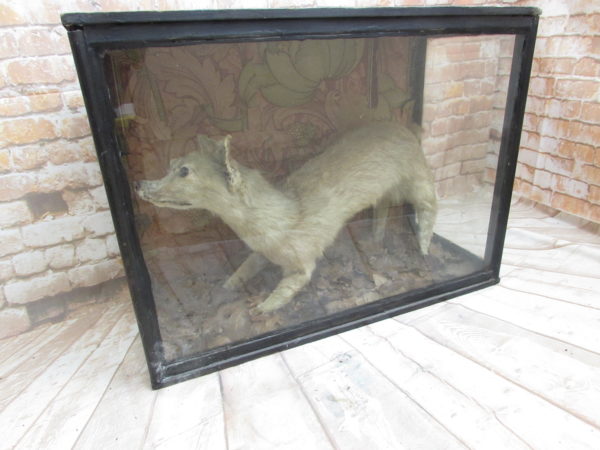 Antique Taxidermy Terrier Dog