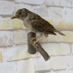 Taxidermy Old World Sparrow