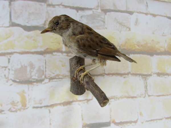 Taxidermy Old World Sparrow