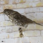 Taxidermy Song Thrush