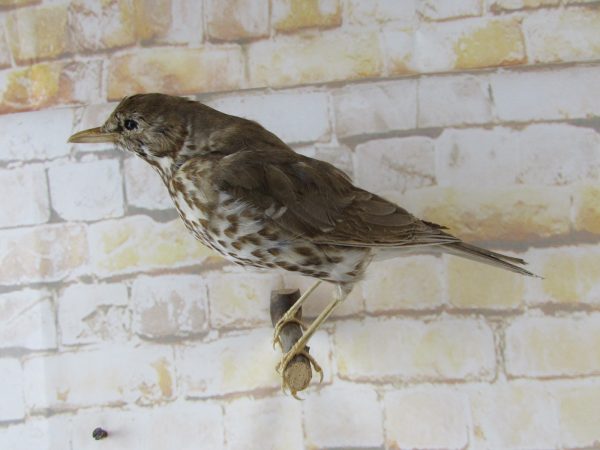 Taxidermy Song Thrush