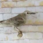 Taxidermy Common Nightingale