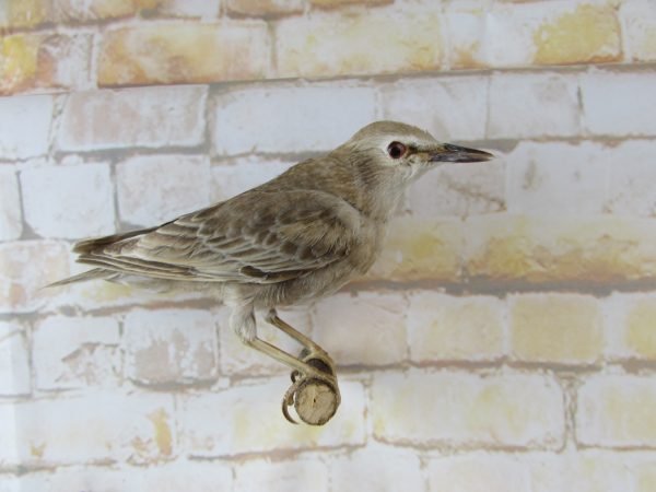 Taxidermy Common Nightingale