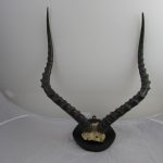 African Impala Horns