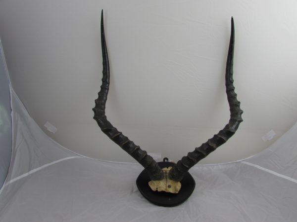 African Impala Horns