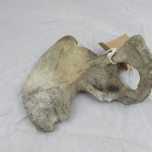 Real Human Shoulder Blade Bone "medical specimen"