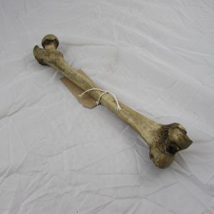 Real Human Femur Bone "medical specimen"