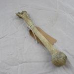 Real Human Humerus Bone, medical specimen