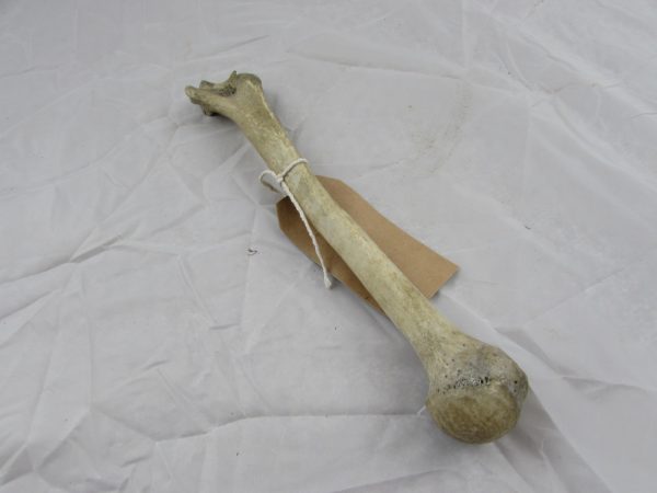 Real Human Humerus Bone, medical specimen