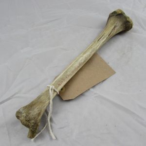 Real Human Tibia Bone "medical specimen"