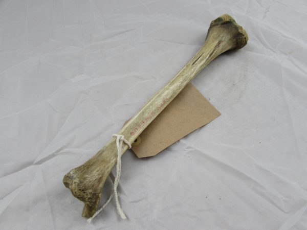 Real Human Tibia Bone "medical specimen"