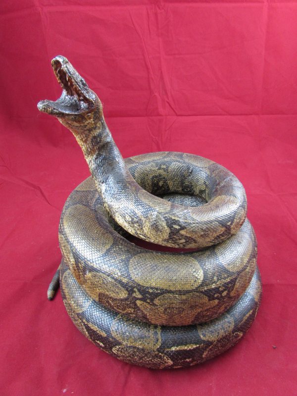 Python Taxidermy