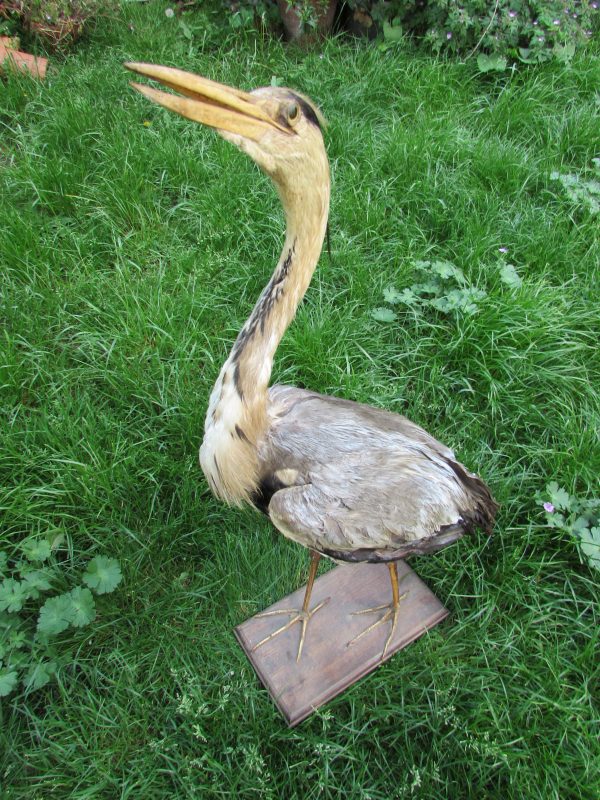 Large Taxidermy Grey Heron