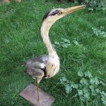 Large Taxidermy Grey Heron