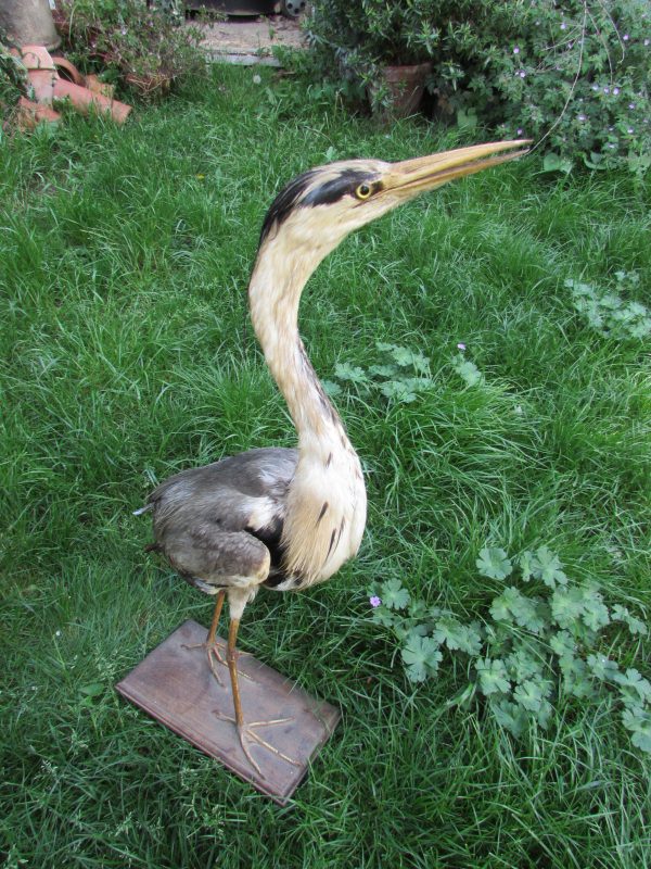 Large Taxidermy Grey Heron