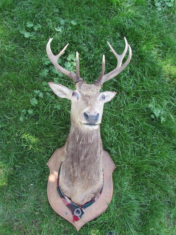 Royal Stag, 12 pointer, Scottish Red Deer