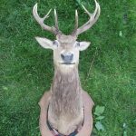 Royal Stag, 12 pointer, Scottish Red Deer