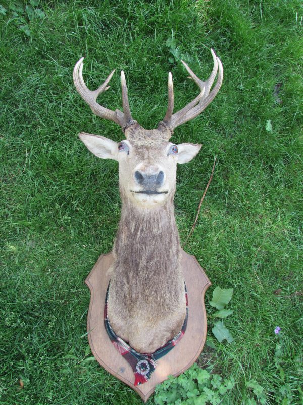 Royal Stag, 12 pointer, Scottish Red Deer