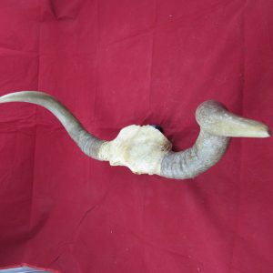 European Bull Horns, inc part Skull