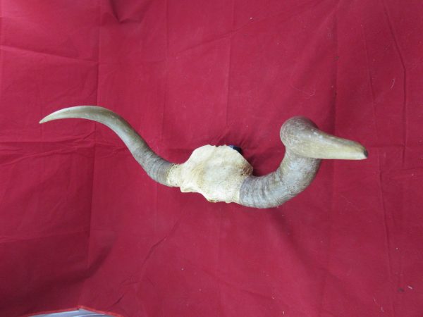 European Bull Horns, inc part Skull