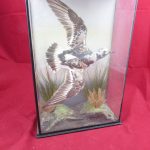 Vintage Turnstone Bird Taxidermy (in case)