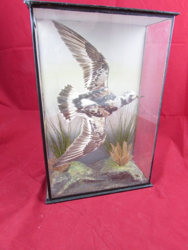 Vintage Turnstone Bird Taxidermy (in case)