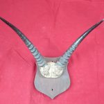 African Vintage Antelope Horns,