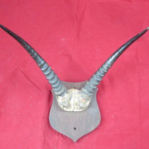 African Vintage Antelope Horns,