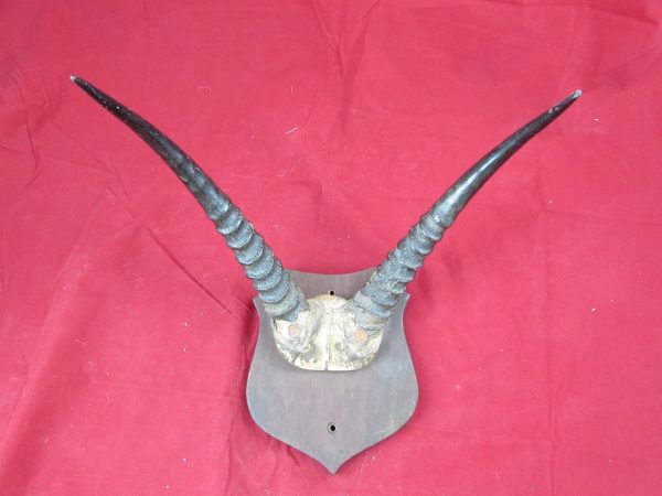 African Vintage Antelope Horns,