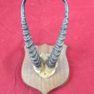 African Gazelle Horns, mounted
