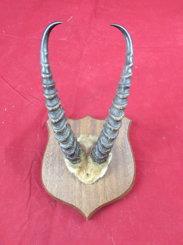 African Gazelle Horns, mounted