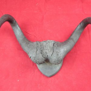 Cape Buffalo Horns, mounted