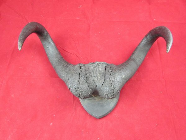 Cape Buffalo Horns, mounted