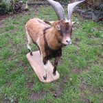 Large Full Mount Billy Goat, full size