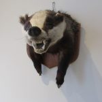 Taxidermy Badger Mount