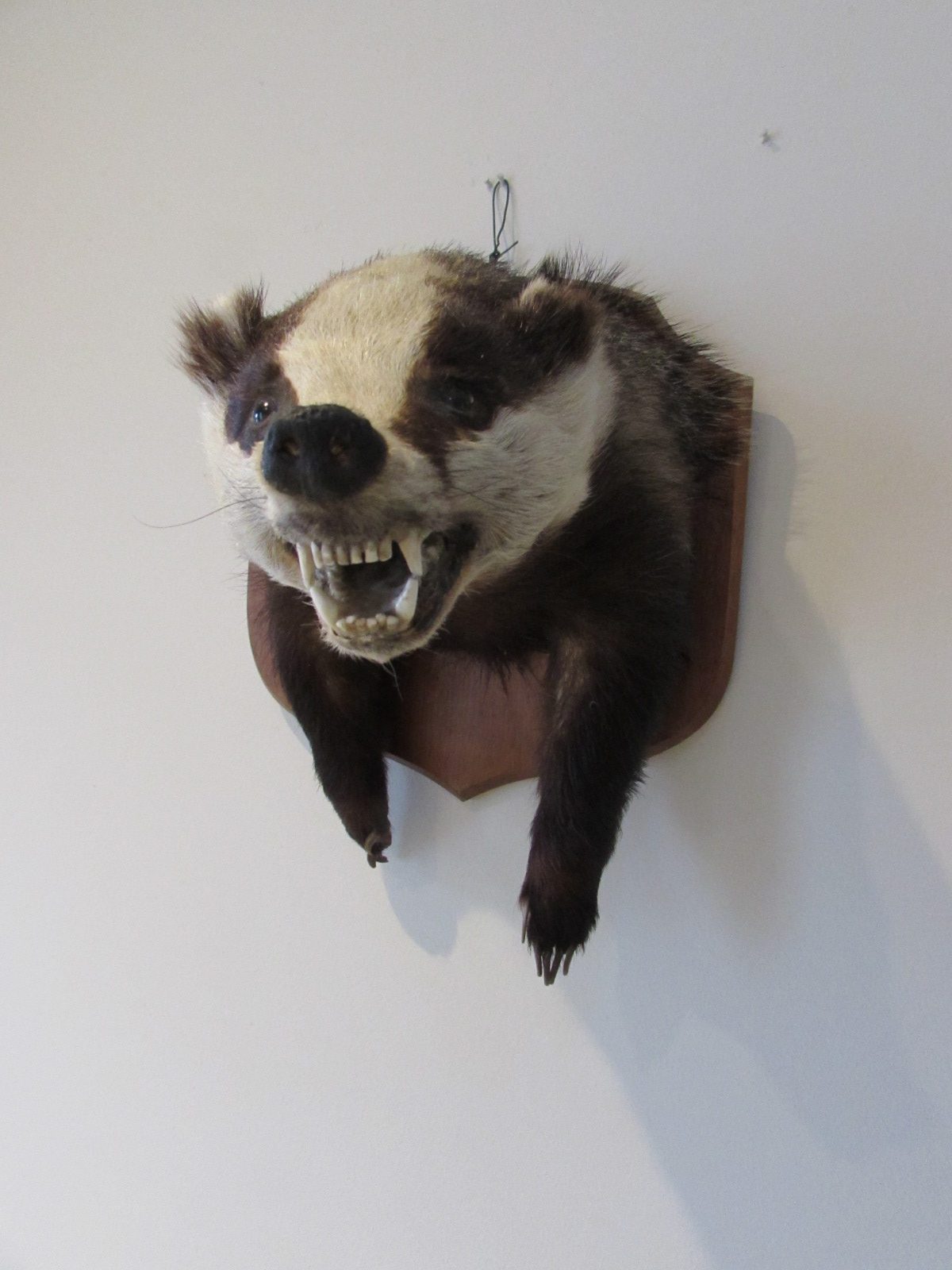 Taxidermy Badger Mount