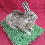 Taxidermy Rabbit