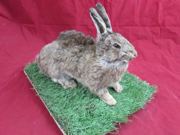 Taxidermy Rabbit