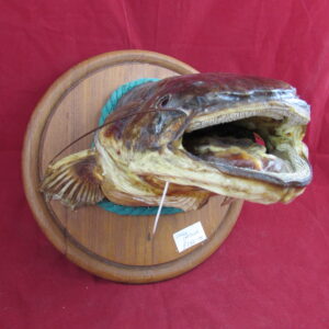 Catfish Taxidermy on Round Plaque Predator Fish