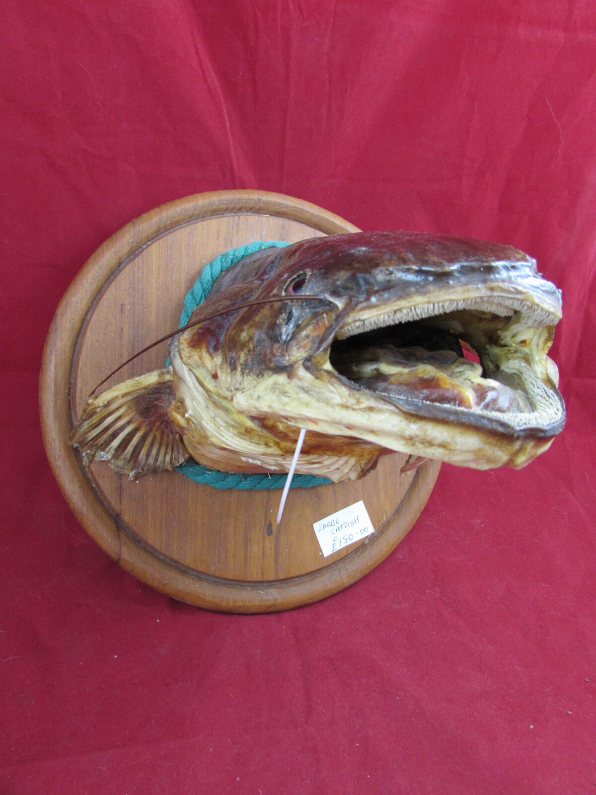 Catfish Taxidermy on Round Plaque Predator Fish