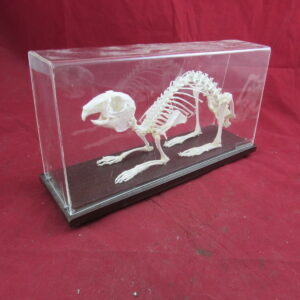 Rabbit Skeleton (cased)