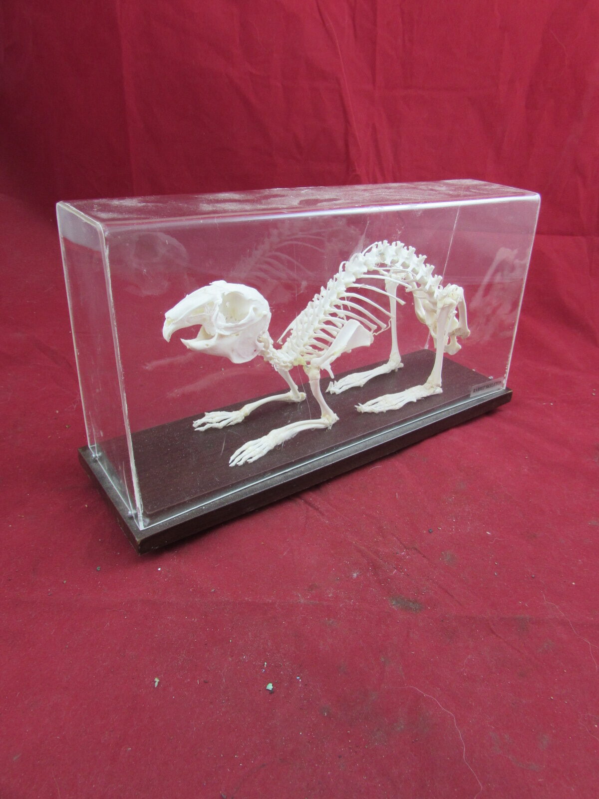Rabbit Skeleton (cased)