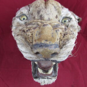 LARGE TAXIDERMY TIGER HEAD MOUNT 19TH CENTURY