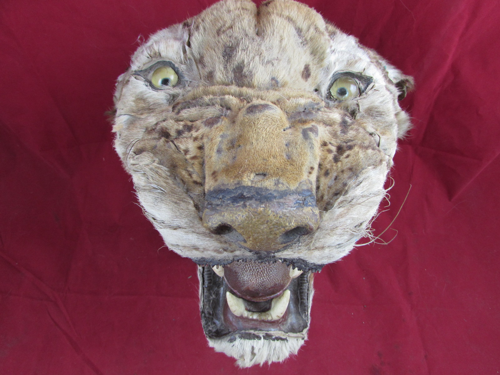 LARGE TAXIDERMY TIGER HEAD MOUNT 19TH CENTURY